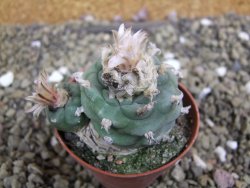 Lophophora viridescens pot 5,5 cm - 12399579