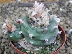 Lophophora viridescens pot 5,5 cm - 12399580