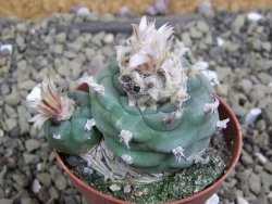 Lophophora viridescens pot 5,5 cm - 12399581