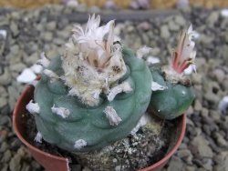 Lophophora viridescens pot 5,5 cm