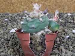 Lophophora viridescens pot 5,5 cm - 12399583