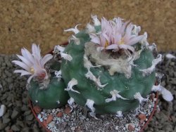 Lophophora viridescens pot 9 cm