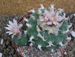 Lophophora viridescens pot 9 cm - 12399591