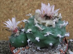 Lophophora viridescens pot 9 cm - 12399592