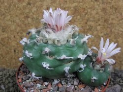 Lophophora viridescens pot 9 cm - 12399593