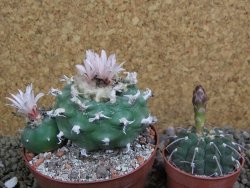 Lophophora viridescens pot 9 cm - 12399594