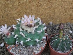 Lophophora viridescens pot 9 cm - 12399595