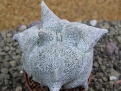 Asrophytum coahuilense Hakuran tricostatum, pot 5,5 cm - 12399603