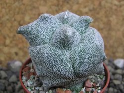 Asrophytum coahuilense Hakuran tricostatum, pot 5,5 cm