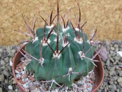 Echinofossulocactus coptonogonus Ventura, pot 9 cm