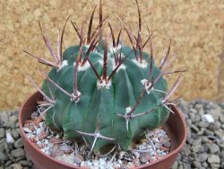 Echinofossulocactus coptonogonus Ventura, pot 9 cm - 12399616