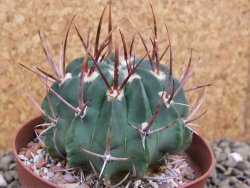 Echinofossulocactus coptonogonus Ventura, pot 9 cm - 12399617