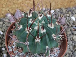 Echinofossulocactus coptonogonus Ventura, pot 9 cm - 12399618