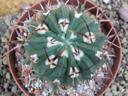 Echinofossulocactus coptonogonus Ventura, pot 9 cm - 12399619