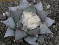 Ariocarpus furfuraceus 9 cm - 12399621