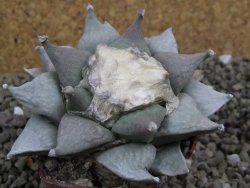 Ariocarpus furfuraceus 9 cm - 12399622