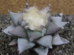 Ariocarpus furfuraceus 9 cm - 12399623
