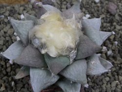 Ariocarpus furfuraceus 9 cm - 12399624