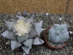 Ariocarpus furfuraceus 9 cm - 12399626