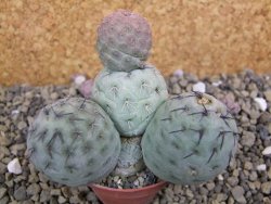 Tephrocactus geometricus pot 5,5 cm - 12399639