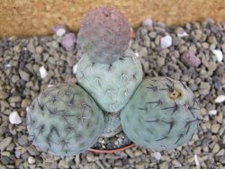 Tephrocactus geometricus pot 5,5 cm - 12399640