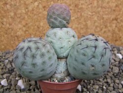 Tephrocactus geometricus pot 5,5 cm - 12399641