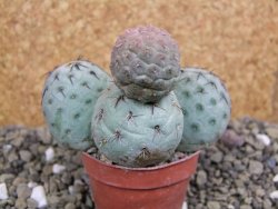 Tephrocactus geometricus pot 5,5 cm - 12399642