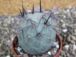 Tephrocactus geometricus pot 5,5 cm - 12399651