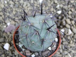 Tephrocactus geometricus pot 5,5 cm