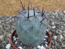 Tephrocactus geometricus pot 5,5 cm - 12399653