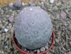 Tephrocactus geometricus pot 5,5 cm - 12399654