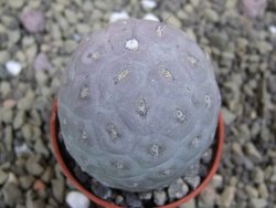 Tephrocactus geometricus pot 5,5 cm - 12399655