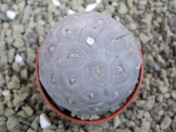 Tephrocactus geometricus pot 5,5 cm - 12399656