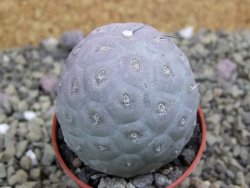 Tephrocactus geometricus pot 5,5 cm - 12399657