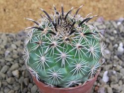 Coryphantha kracikii Diamante, Dur. pot 5,5 cm