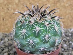 Coryphantha kracikii Diamante, Dur. pot 5,5 cm - 12399667