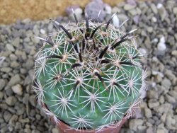 Coryphantha kracikii Diamante, Dur. pot 5,5 cm - 12399668