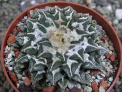 Ariocarpus kotschoubeyanus elephantidens Vista Hermosa pot 6,5 cm