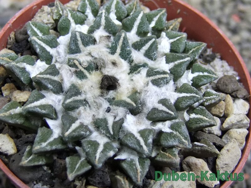 Ariocarpus kotschoubeyanus elephantidens Vista Hermosa pot 6,5 cm