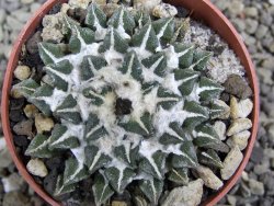 Ariocarpus kotschoubeyanus elephantidens Vista Hermosa pot 6,5 cm - 12399674