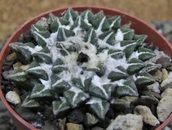 Ariocarpus kotschoubeyanus elephantidens Vista Hermosa pot 6,5 cm - 12399676