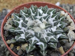 Ariocarpus kotschoubeyanus elephantidens Vista Hermosa pot 6,5 cm - 12399677