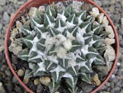 Ariocarpus kotschoubeyanus elephantidens Vista Hermosa pot 6,5 cm - 12399678