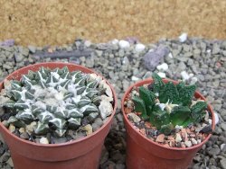 Ariocarpus kotschoubeyanus elephantidens Vista Hermosa pot 6,5 cm - 12399679