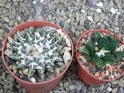 Ariocarpus kotschoubeyanus elephantidens Vista Hermosa pot 6,5 cm - 12399680