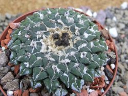 Ariocarpus kotschoubeyanus sladkovskii Rio Verde pot 8 cm - 12399682