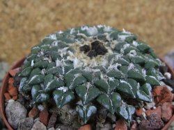 Ariocarpus kotschoubeyanus sladkovskii Rio Verde pot 8 cm - 12399683