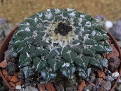 Ariocarpus kotschoubeyanus sladkovskii Rio Verde pot 8 cm - 12399684