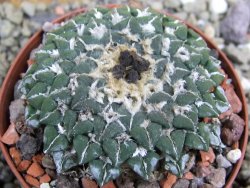 Ariocarpus kotschoubeyanus sladkovskii Rio Verde pot 8 cm - 12399685