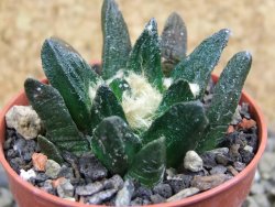 Ariocarpus scapharostrus Rayones, pot 5,5 cm - 12399687